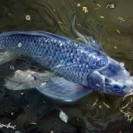 bluecarp